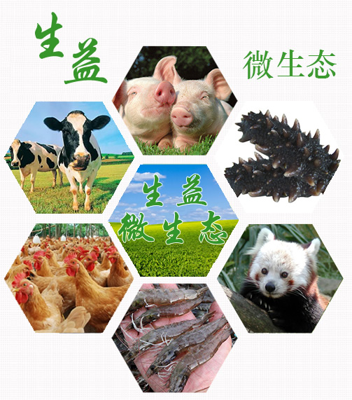希望微生態(tài)飼料添加劑八大功能 希望微生態(tài)飼料添加劑八大功能